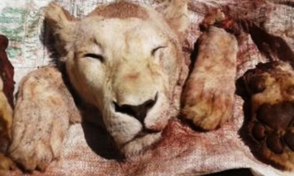 Καμπότζη: Βάναυση κακοποίηση δέχτηκε λιοντάρι- Φυλακισμένο σε διαμέρισμα